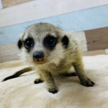 まん丸おめめの小顔ガール♡ミーアキャットやって来ました！