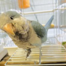 人が大好き♡甘え上手のオキナインコ(ブルー)
