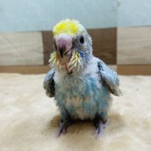 模様が素敵なセキセイさんです！パステルレインボースパングル★