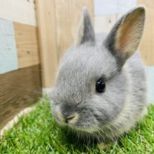 綺麗なお顔のウサギさんです☆ネザーランドドワーフのブルーオターカラー！