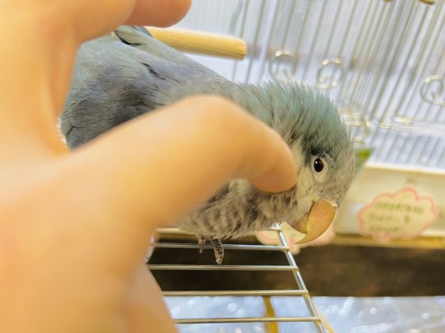 オキナインコ