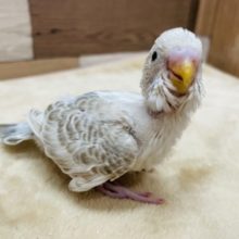 珍しいカラーの仔ですっ☆セキセイインコのシナモンオパーリンカラー！
