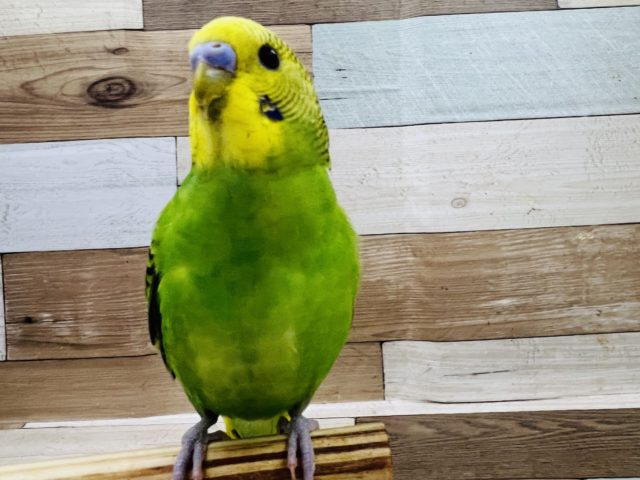 肩乗り セキセイインコ 東京からもほど近い 千葉県 神奈川県 埼玉県でセキセイインコ を販売するペットショップ