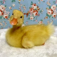 アヒルちゃん入舎しました🐥　５月５日