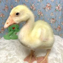 ガチョウのヒヨコちゃん入舎しました✨🐥  5/15