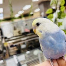 大きな目がチャームポイント！セキセイインコ(パステルオパーリン)