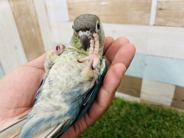 最新画像有り！にぎころもできちゃうベタ馴れさん☆ウロコインコのブルーカラー！