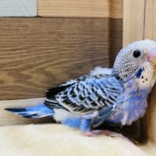 定番人気カラーのセキセイインコオパーリン！！