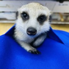 最新画像有り☆ベタ馴れの予感がプンプンします☆ミーアキャット！！