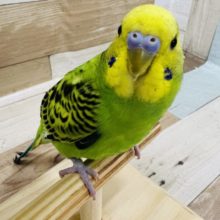 肩乗り♪セキセイインコ