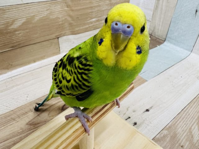 肩乗り セキセイインコ 東京からもほど近い 千葉県 神奈川県 埼玉県でセキセイインコ を販売するペットショップ