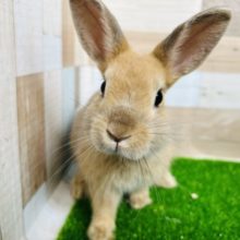 オレンジ系？ネザーランドドワーフラビット！ほうじちゃ！