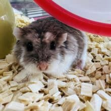 最新画像更新☆もちっとロボロフスキーハムスター☆ブルー☆