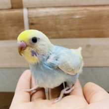 人気の高いカラーです！！セキセイインコパステルレインボー♪