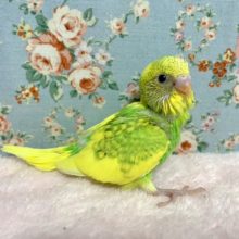 セキセイインコ  スパングルパイド    5/22