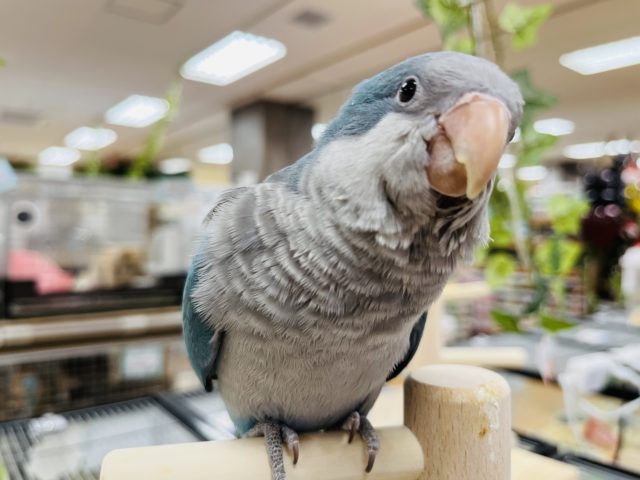 オキナインコ