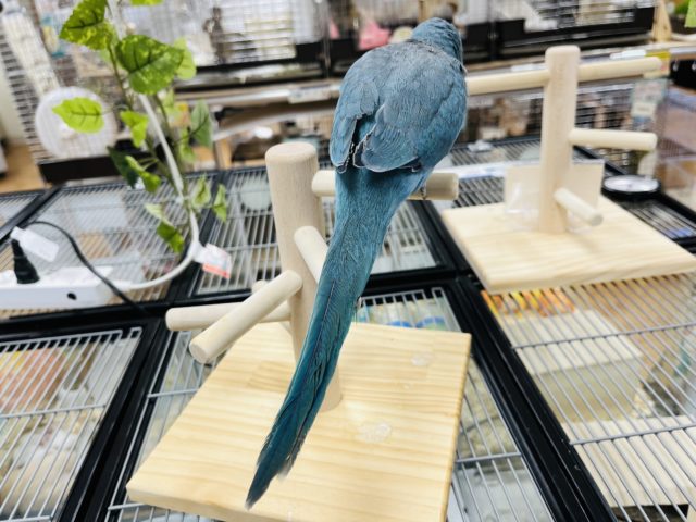 オキナインコ