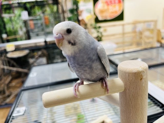 ライラック！落ち着きあるモーブタイプです～～　セキセイインコ　ライラックモーブ♫