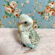 セキセイインコ  スパングルハルクイン    5/22