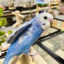 大きな瞳☆　お顔撫でてくださ～～い　セキセイインコ　スパングル♫