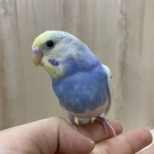 黄色×青の人気者☆セキセイインコ　パステルレインボーパイド☆