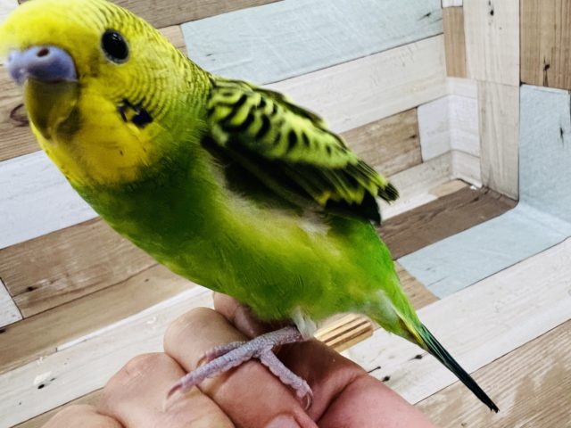 肩乗り セキセイインコ 東京からもほど近い 千葉県 神奈川県 埼玉県でセキセイインコ を販売するペットショップ