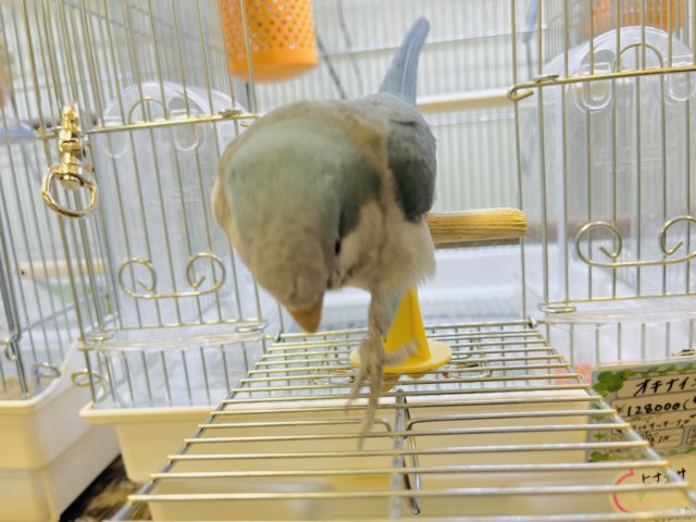 オキナインコ