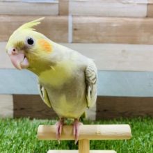 最新画像有り♪水玉模様のようなオカメインコ！シナモンパール♪