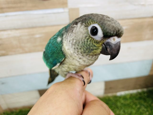 ホオミドリウロコインコ