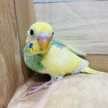 綺麗なカラーのセキセイインコ！パステルカラーレインボーパイド☆