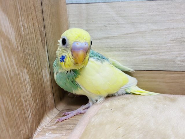 綺麗なカラーのセキセイインコ！パステルカラーレインボーパイド☆