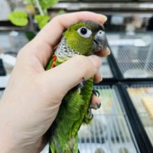 【独特な！？寝相画像公開！！】にぎころOK！人慣ればっちりなイワウロコインコさん^( ‘Θ’ )^