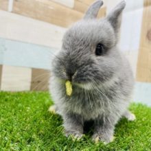 最新画像有り☆小柄で可愛らしい男の子☆ネザーランドドワーフのブルーマーチンカラー！