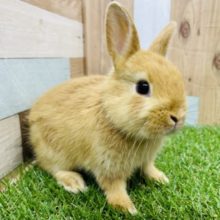 甘え上手な女の子☆ネザーランドドワーフのオレンジカラー！