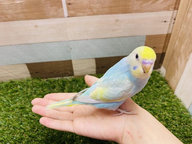 セキセイインコ