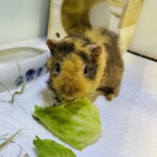 ぷいぷいっ♬︎野菜大好き♡スキニーギニアピッグウェアウルフ(女の子)