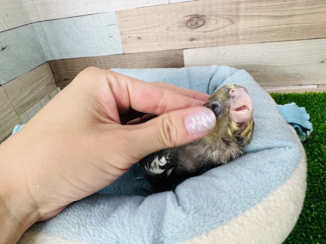 オカメインコ