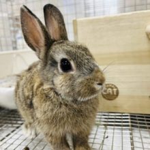 【最新画像あり！】メロメロ必至！ネザーランドドワーフ(女の子)チェスナット