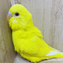 黄色いからだに赤目のコ！！　セキセイインコ　ルチノー
