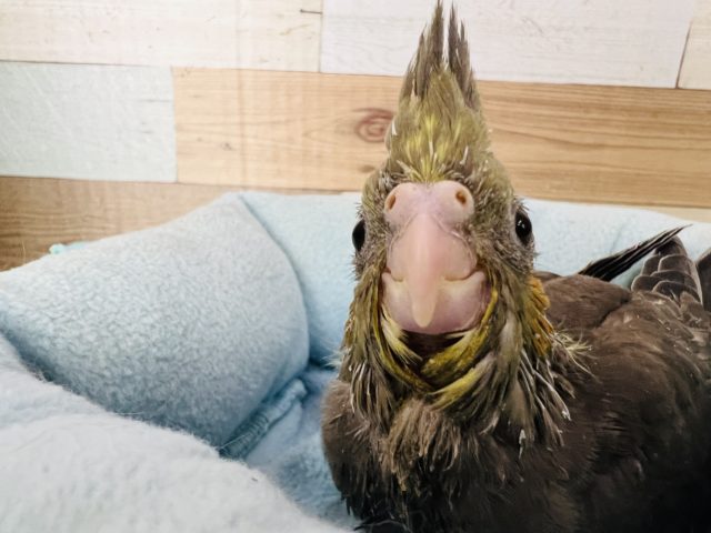 オカメインコ