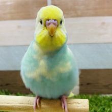 最新画像有り☆淡いカラーが素敵なセキセイインコやって来ました！