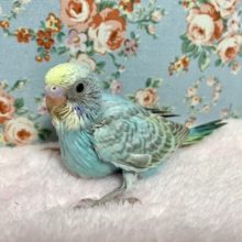 セキセイインコ  パステルレインボー  5/22
