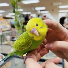 カキカキOK♫甘えん坊！？セキセイインコ(スパングル)