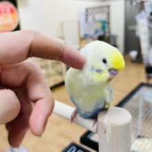 レアカラー💫甘えんぼさんなセキセイインコ☆パステルレインボーハルクイン