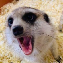 甘え声が止まらない♡ミーアキャットくん☆