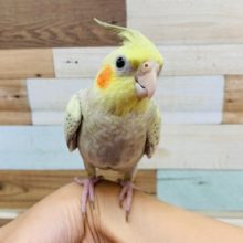 なでなでのうっとり顔がたまりません♡オカメインコ(シナモンパール)さん☆