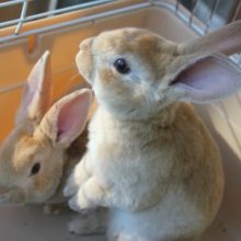 べた馴れ候補生　ミニレッキス入舎しました