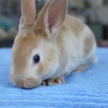 べた馴れ候補生　ミニレッキス入舎しました②