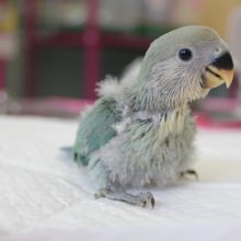 ブルーチェリーのコザクラインコ　ヒナちゃん入舎です🌟