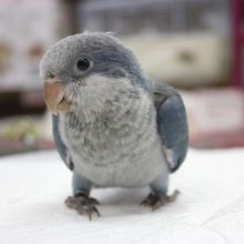オキナインコ（ブルー）ヒナちゃん入舎です🌟